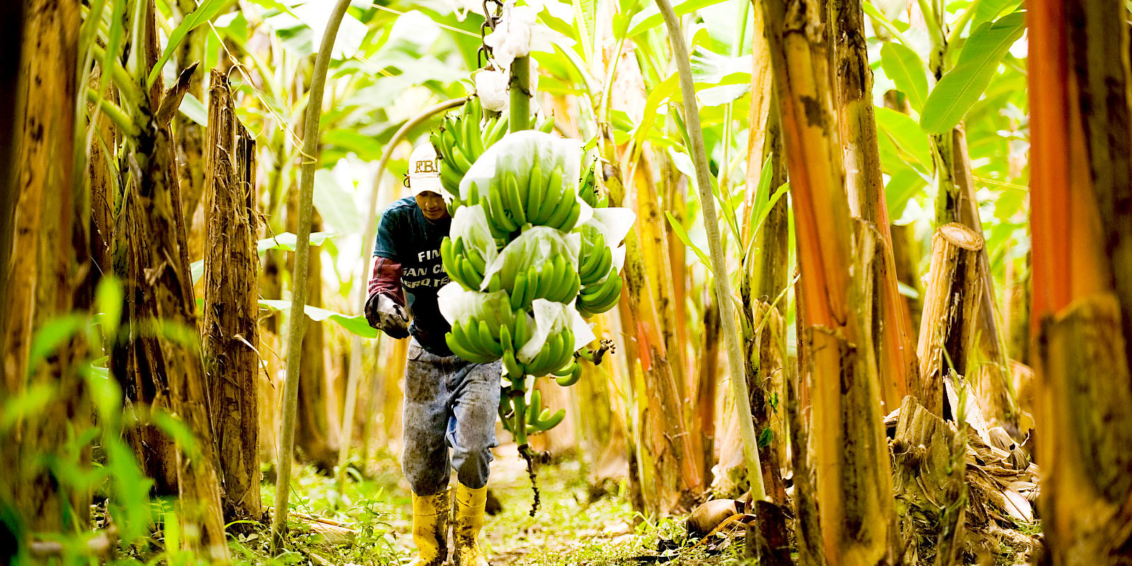 Evaluación del efecto de Bioestimulantes de Raíces sobre el Crecimiento Radicular, en Banano.