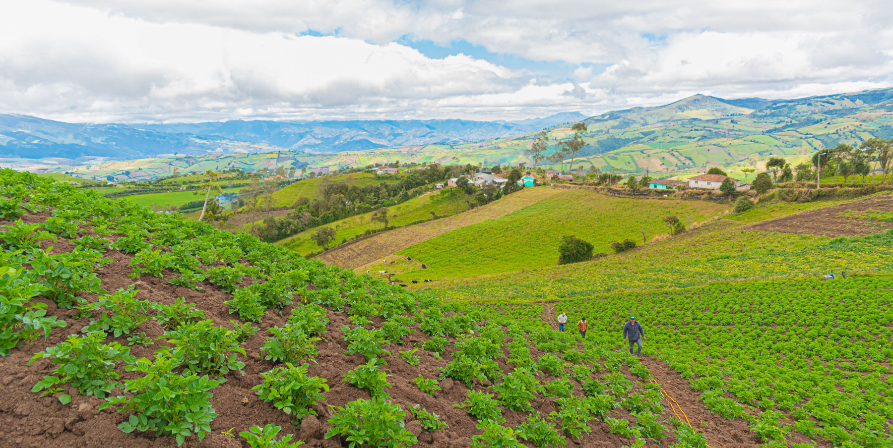 Evaluación del plan nutricional para papa en la zona de Tulcán